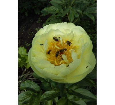 Півонія Lemon Chiffon